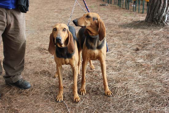 Segugi Italiani - Cani - Caccia - Venatoria